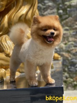 Teddy  Bear Pomeranian Boo Orange  Xs 4