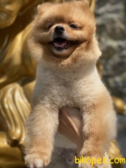 Teddy  Bear Pomeranian Boo Orange  Xs 1