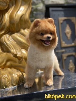 Teddy  Bear Pomeranian Boo Orange  Xs 5