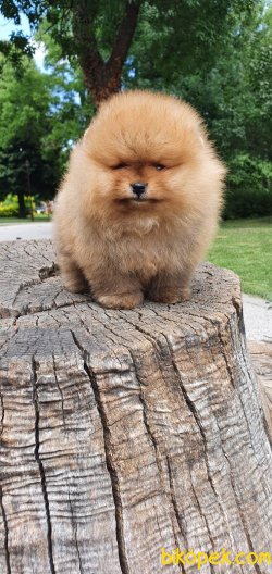 Teddy Bear Pomeranian Boo Orjinal Ayı Surat Köpeklerimiz 3