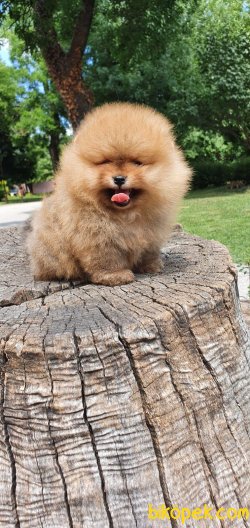 Teddy Bear Pomeranian Boo Orjinal Ayı Surat Köpeklerimiz 2
