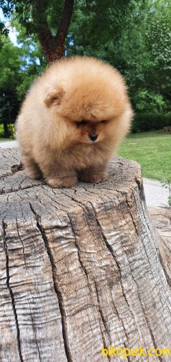 Teddy Bear Pomeranian Boo Orjinal Ayı Surat Köpeklerimiz 4