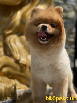 Teddy Bear Pomeranian Boo Orjinal Eğitimli 1