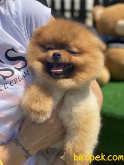 Teddy Bear Pomeranian Boo Orjinal Köpeğimiz Bruno 3
