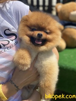 Teddy Bear Pomeranian Boo Orjinal Köpeğimiz Bruno 1