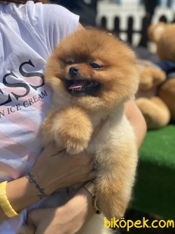 Teddy Bear Pomeranian Boo Orjinal Köpeğimiz Bruno 2