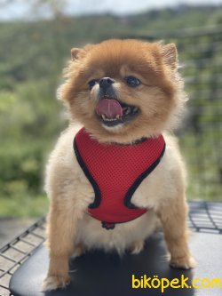 Teddy Bear Pomeranian Boo Oyuncu Eğitimli 4