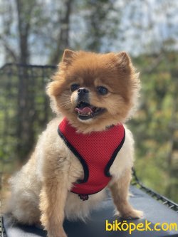 Teddy Bear Pomeranian Boo Oyuncu Eğitimli 2