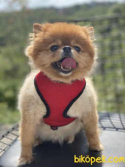 Teddy Bear Pomeranian Boo Oyuncu Eğitimli 1