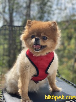 Teddy Bear Pomeranian Boo Oyuncu Eğitimli 3