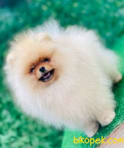 TEDDY BEAR POMERANİAN BOO PRENSLER SOY-IRK-SAĞLIK GARANTİLİ 5