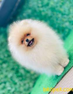 TEDDY BEAR POMERANİAN BOO PRENSLER SOY-IRK-SAĞLIK GARANTİLİ 4