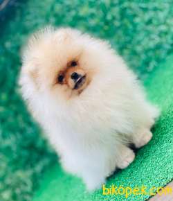 TEDDY BEAR POMERANİAN BOO PRENSLER SOY-IRK-SAĞLIK GARANTİLİ 1