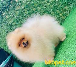 TEDDY BEAR POMERANİAN BOO PRENSLER SOY-IRK-SAĞLIK GARANTİLİ 2