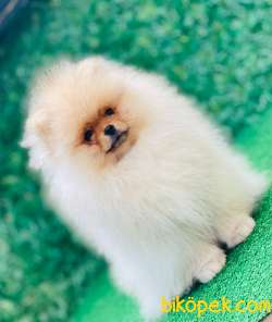 TEDDY BEAR POMERANİAN BOO PRENSLER SOY-IRK-SAĞLIK GARANTİLİ 3