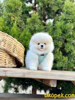 Teddy Bear Pomeranian Boo  Wc Eğitimli 2