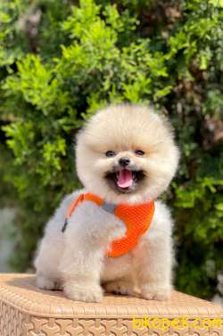 Teddy Bear Pomeranian Boo Wc Eğitimli MİCROCHİPLİ Pasaportlu 4