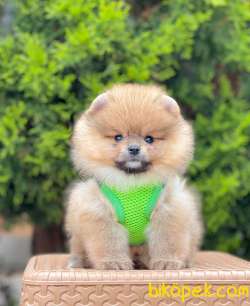 Teddy Bear Pomeranian Boo Wc Eğitimli MİCROCHİPLİ Pasaportlu 1