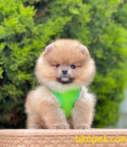 Teddy Bear Pomeranian Boo Wc Eğitimli MİCROCHİPLİ Pasaportlu 2