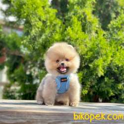 Teddy Bear Pomeranian Boo Wc Eğitimli MİCROCHİPLİ Pasaportlu 4