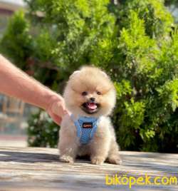 Teddy Bear Pomeranian Boo Wc Eğitimli MİCROCHİPLİ Pasaportlu 2