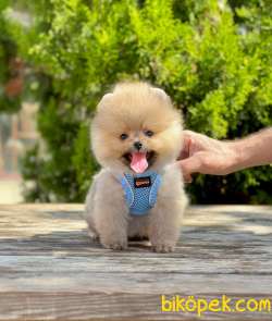 Teddy Bear Pomeranian Boo Wc Eğitimli MİCROCHİPLİ Pasaportlu 3