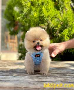 Teddy Bear Pomeranian Boo Wc Eğitimli MİCROCHİPLİ Pasaportlu 5