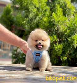 Teddy Bear Pomeranian Boo Wc Eğitimli MİCROCHİPLİ Pasaportlu 5