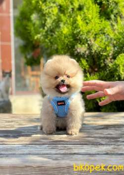 Teddy Bear Pomeranian Boo Wc Eğitimli MİCROCHİPLİ Pasaportlu 1