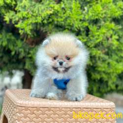 Teddy Bear Pomeranian Boo Wc Eğitimli MİCROCHİPLİ Pasaportlu 4