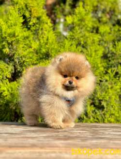 Teddy Bear Pomeranian Boo Wc Eğitimli MİCROCHİPLİ Pasaportlu 4
