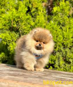 Teddy Bear Pomeranian Boo Wc Eğitimli MİCROCHİPLİ Pasaportlu 2