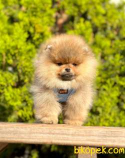 Teddy Bear Pomeranian Boo Wc Eğitimli MİCROCHİPLİ Pasaportlu