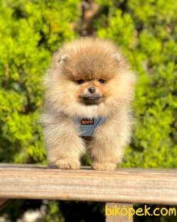 Teddy Bear Pomeranian Boo Wc Eğitimli MİCROCHİPLİ Pasaportlu 2