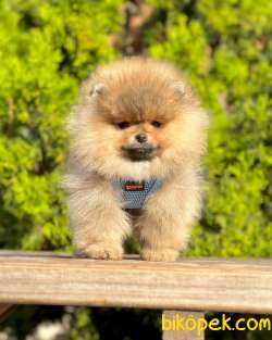 Teddy Bear Pomeranian Boo Wc Eğitimli MİCROCHİPLİ Pasaportlu 3