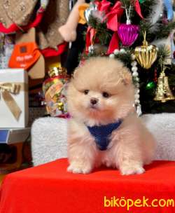 Teddy Bear Pomeranian Boo Wc Eğitimli Pasaport MİCROCHİPLİ 2