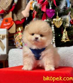 Teddy Bear Pomeranian Boo Wc Eğitimli Pasaport MİCROCHİPLİ 4