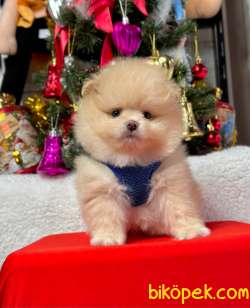 Teddy Bear Pomeranian Boo Wc Eğitimli Pasaport MİCROCHİPLİ 3