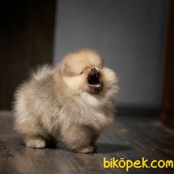 Teddy Bear Pomeranian Boo Yavru Ve Yetişkinler 1