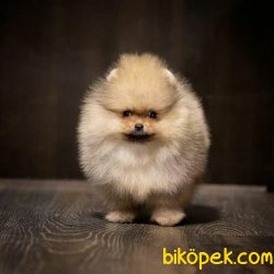 Teddy Bear Pomeranian Boo Yavru Ve Yetişkinler 4