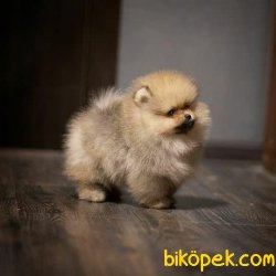 Teddy Bear Pomeranian Boo Yavru Ve Yetişkinler 3