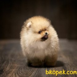 Teddy Bear Pomeranian Boo Yavru Ve Yetişkinler 2