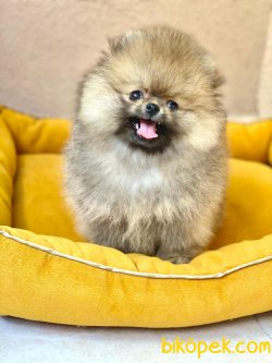 TEDDY BEAR POMERANIAN BOO YAVRULAR 3