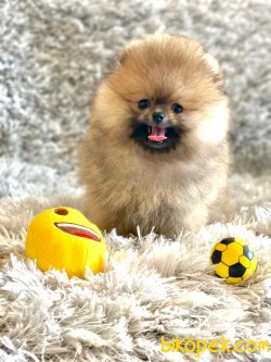 TEDDY BEAR POMERANIAN BOO YAVRULAR 1