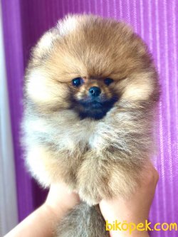 TEDDY BEAR POMERANIAN BOO YAVRULAR 2