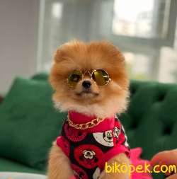 TEDDY BEAR POMERANİAN BOO YAVRULAR 1