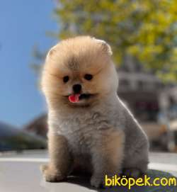 TEDDY BEAR POMERANİAN BOO YAVRULAR 5
