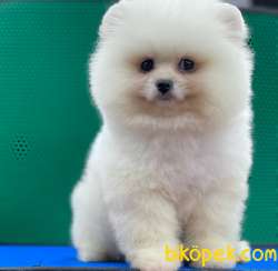 TEDDY BEAR POMERANİAN BOO YAVRULAR 4