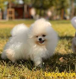 TEDDY BEAR POMERANİAN BOO YAVRULAR 3
