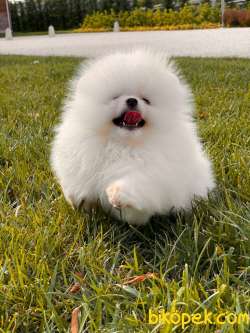 TEDDY BEAR POMERANİAN BOO YAVRULAR 5